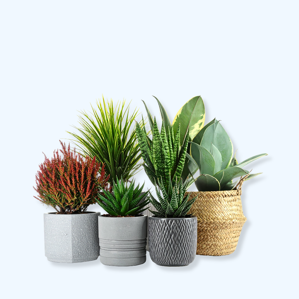 Indoor Plants